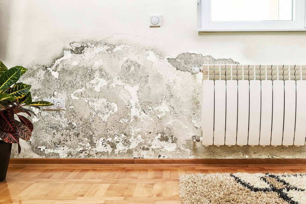home inspector mold