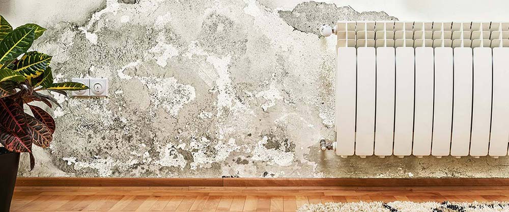home inspector mold