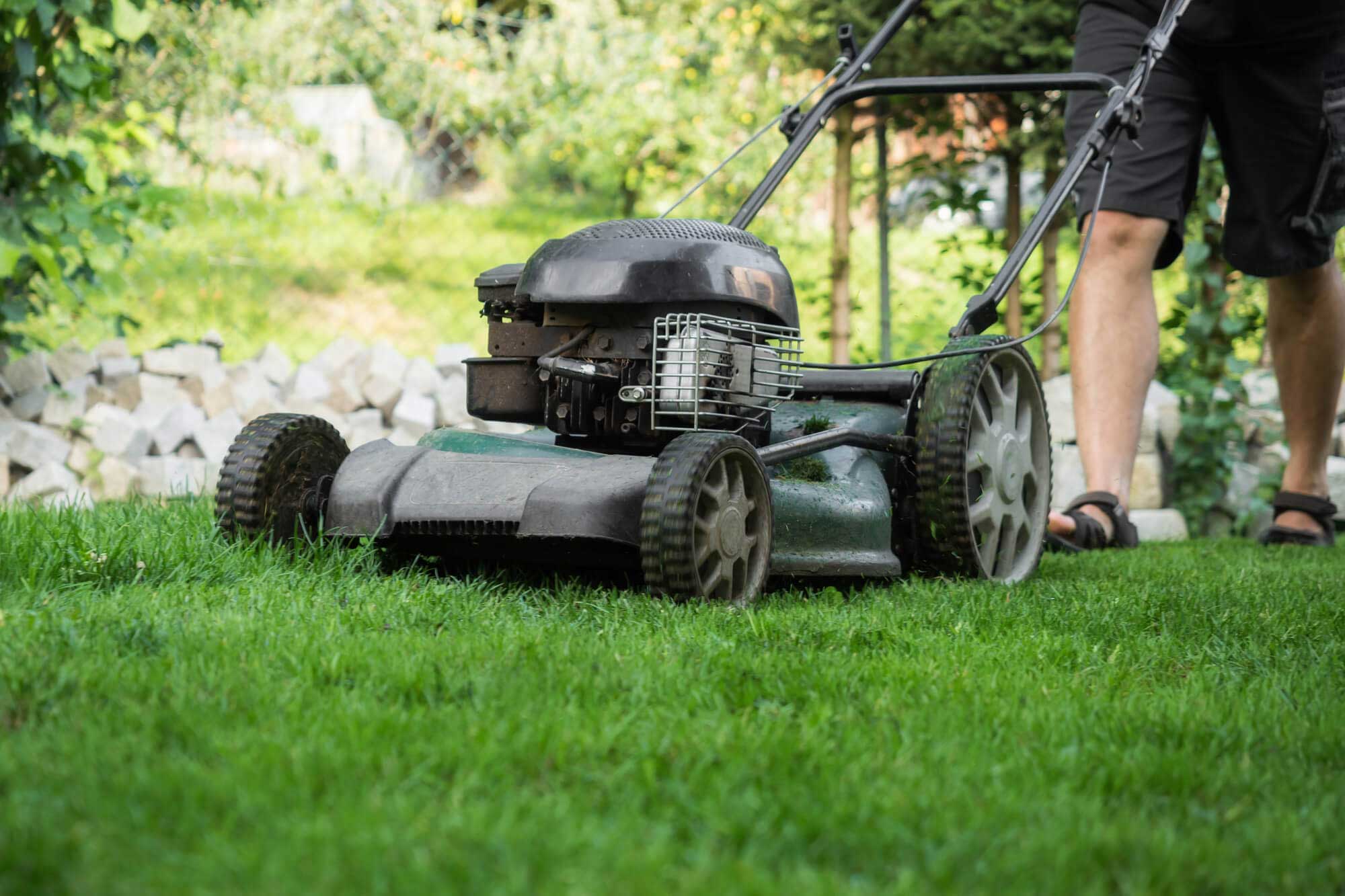 protecting your lawn in summer
