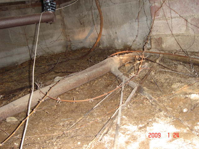 Tree roots under foundation